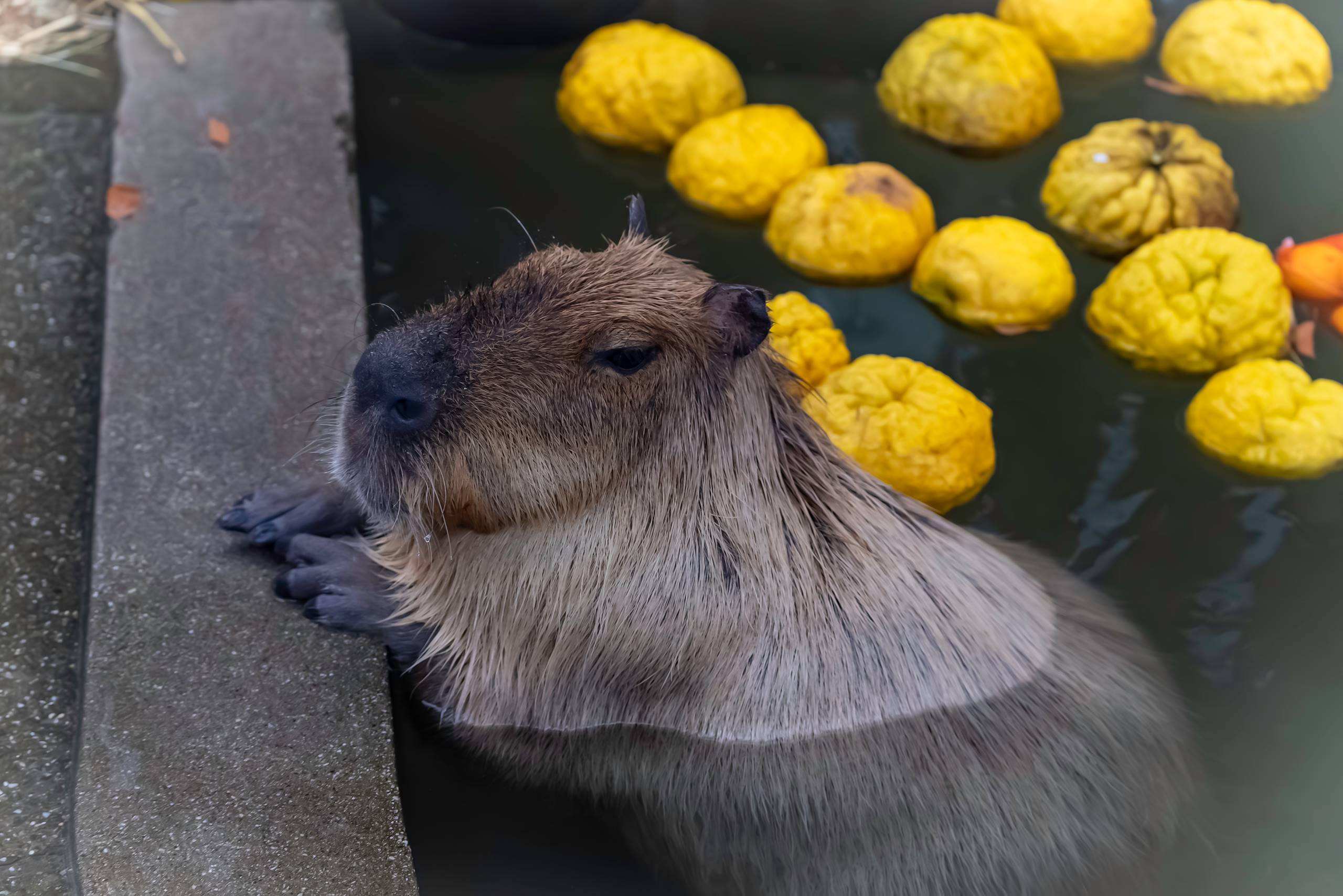 What Does Yuzu Taste Like?